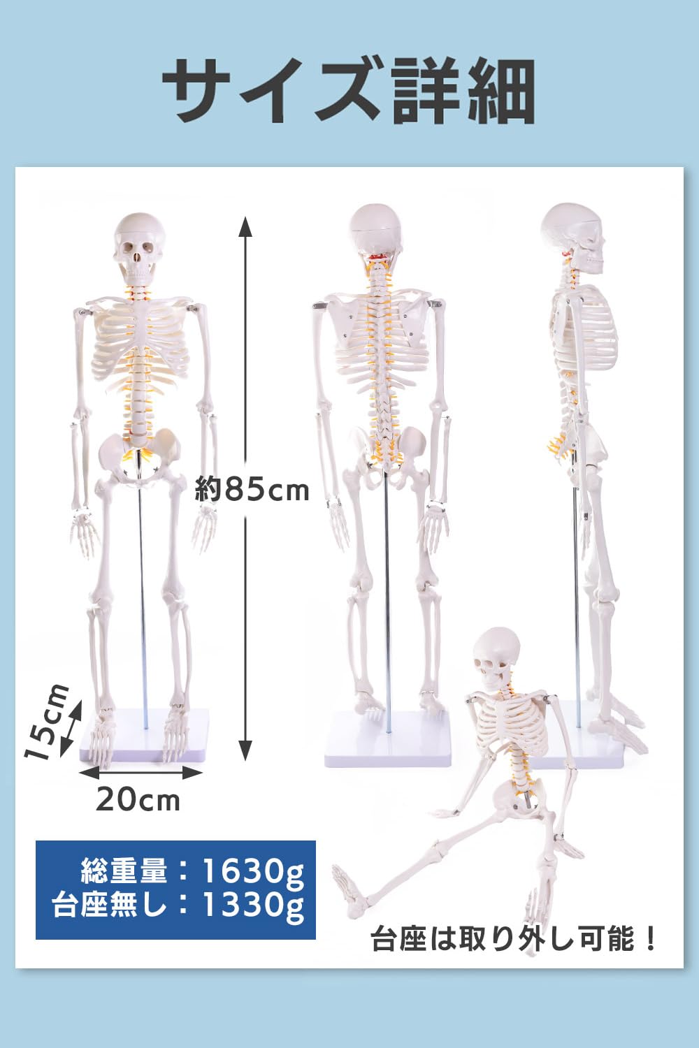 Amazon.co.jp: 【理学療法士×整体師W監修】 人体模型 1/2 全身骨格模型